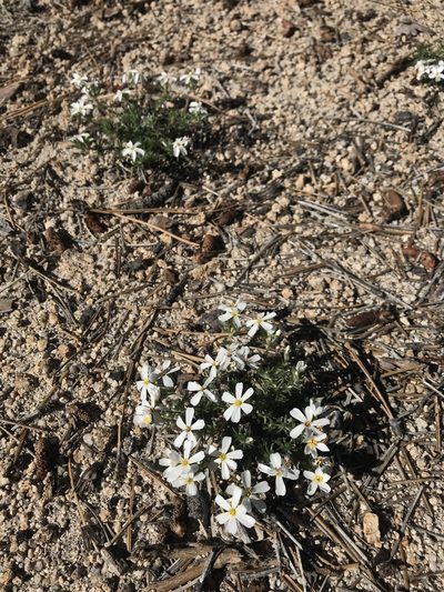 Leptosiphon melingii, photographed by Lizette