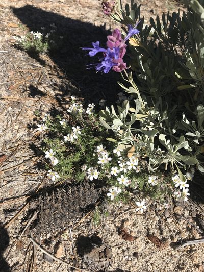Leptosiphon melingii, photographed by Lizette