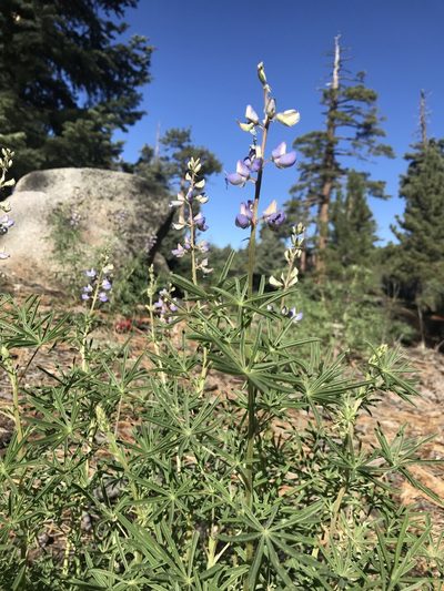 Lupinus hyacinthinus, photographed by Lizette