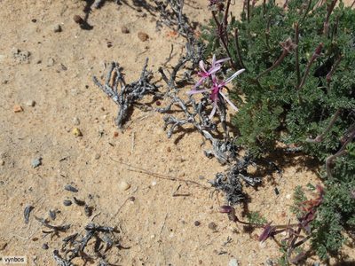 Pelargonium oreophilum, photographed by Chris Vynbos