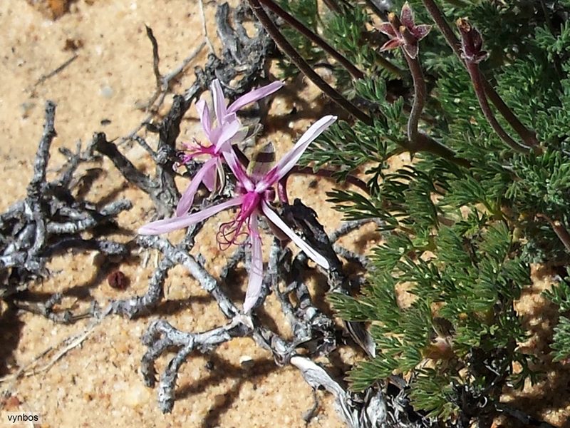 Pelargonium oreophilum, photographed by Chris Vynbos