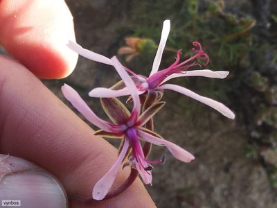 Pelargonium oreophilum, photographed by Chris Vynbos