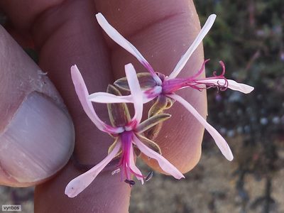 Pelargonium oreophilum, photographed by Chris Vynbos