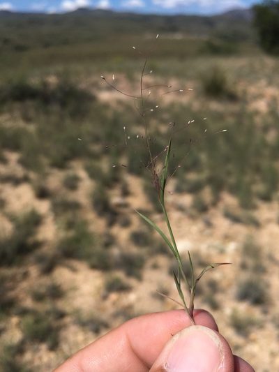 Muhlenbergia minutissima, photographed by Cecelia Alexander