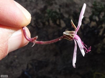 Pelargonium oreophilum, photographed by Chris Vynbos