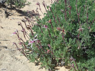 Pelargonium oreophilum, photographed by Chris Vynbos