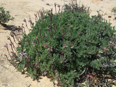 Pelargonium oreophilum, photographed by Chris Vynbos