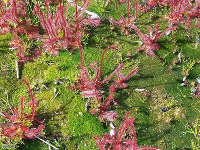 Drosera alba, photographed by Chris Vynbos