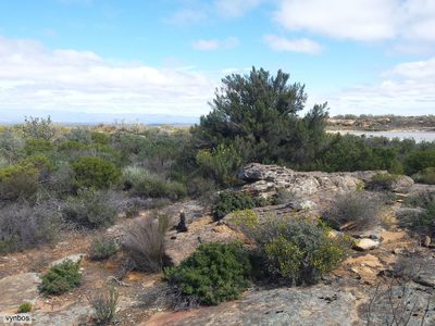 Cliffortia dichotoma, photographed by Chris Vynbos