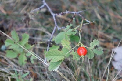 Rosa villosa, photographed by jimsox