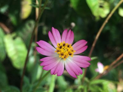 Cosmos caudatus, photographed by B. Phalan