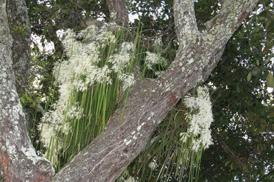 Dendrobium teretifolium, photographed by coenobita