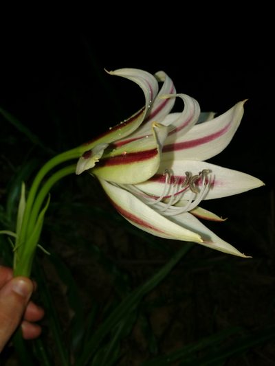 Crinum ornatum, photographed by Mattia Menchetti