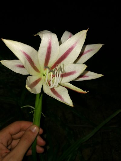 Crinum ornatum, photographed by Mattia Menchetti