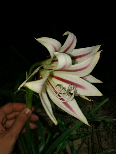 Crinum ornatum, photographed by Mattia Menchetti