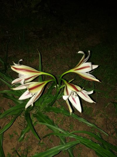 Crinum ornatum, photographed by Mattia Menchetti
