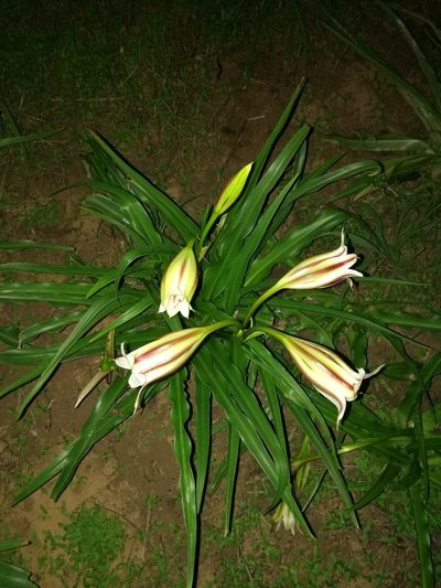 Crinum ornatum