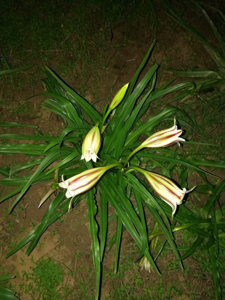 Crinum ornatum, photographed by Mattia Menchetti