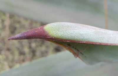 Agave weberi, photographed by alessandradalia