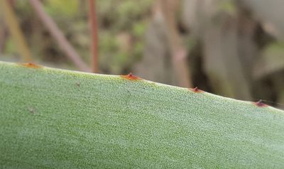 Agave weberi, photographed by alessandradalia