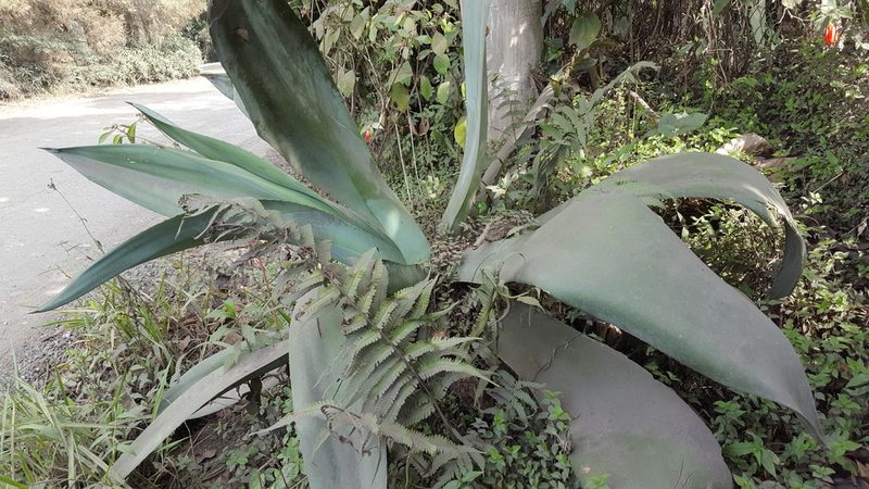 Agave weberi, photographed by alessandradalia