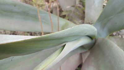 Agave weberi, photographed by alessandradalia