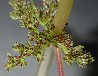 Pilea fontana, photographed by CatherineK