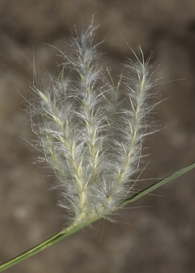 Bothriochloa springfieldii, photographed by Craig Martin