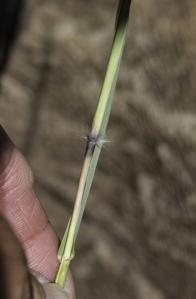 Bothriochloa springfieldii, photographed by Craig Martin