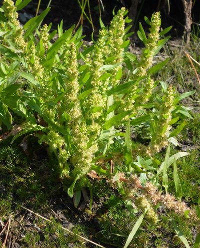 Rumex maritimus, photographed by mfeaver