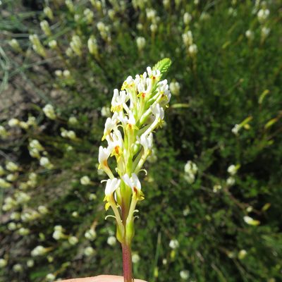 Hebenstretia integrifolia, photographed by Di Turner