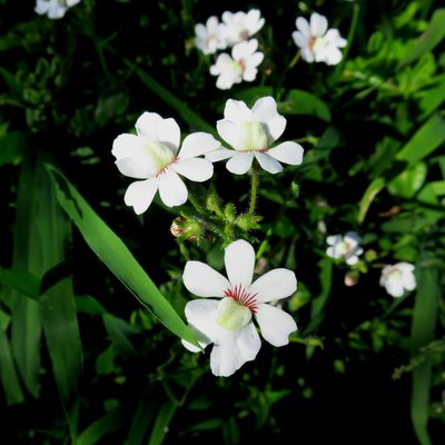 Nemesia bicornis, photographed by Di Turner