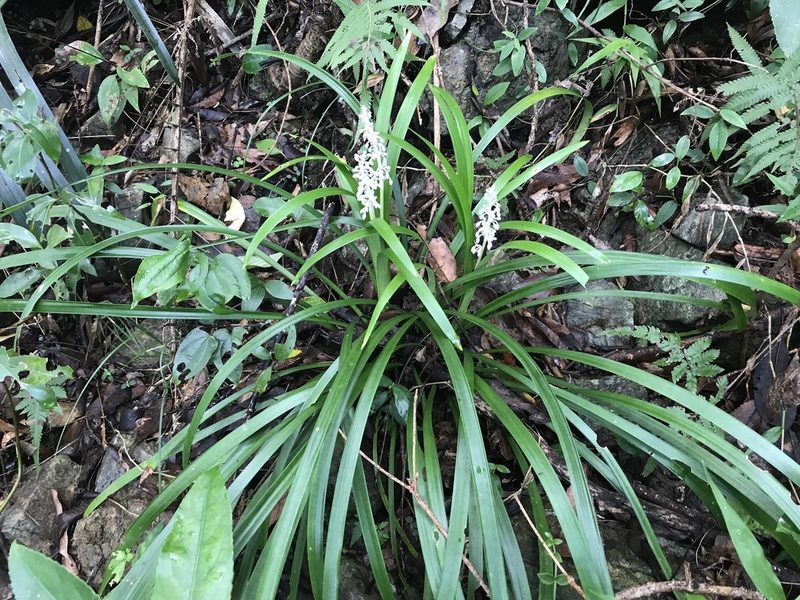 Ophiopogon jaburan, photographed by Pieter Pelser