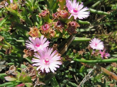 Ruschia diversifolia, photographed by linkie