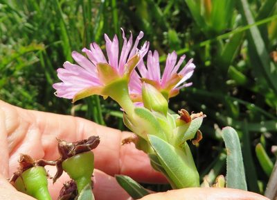 Ruschia diversifolia, photographed by linkie