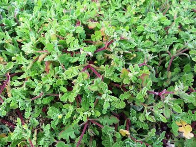 Cleretum pinnatifidum, photographed by linkie