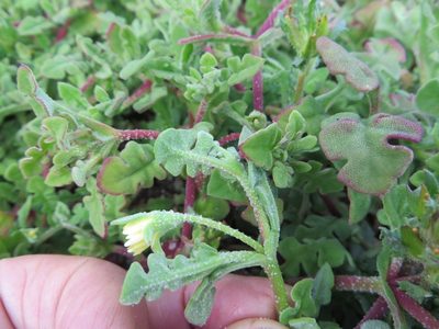 Cleretum pinnatifidum, photographed by linkie