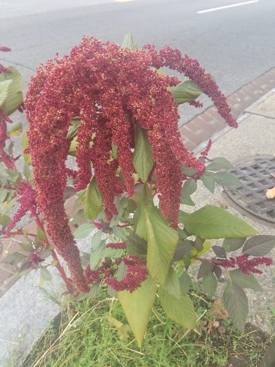 Amaranthus caudatus, photographed by Shannon