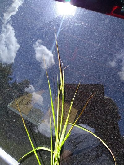 Heteropogon melanocarpus, photographed by stinger