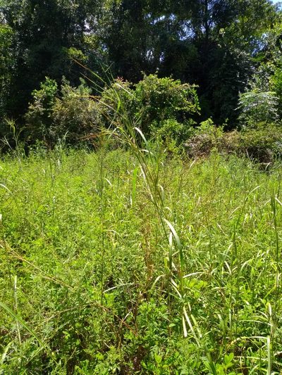 Heteropogon melanocarpus, photographed by stinger