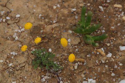 Lasiospermum pedunculare, photographed by Tony Rebelo
