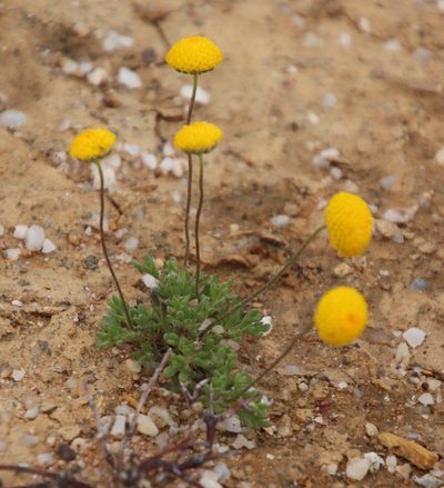 Lasiospermum pedunculare, photographed by Tony Rebelo