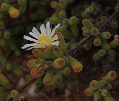 Drosanthemum schoenlandianum, photographed by Tony Rebelo