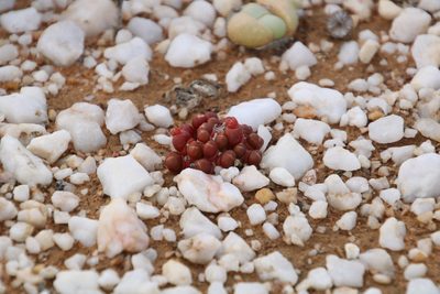 Oophytum nanum, photographed by Tony Rebelo