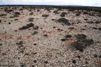 Argyroderma delaetii, photographed by Tony Rebelo