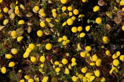 Cotula bipinnata, photographed by Tony Rebelo