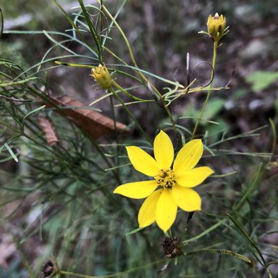 Coreopsis verticillata, photographed by ch3chia