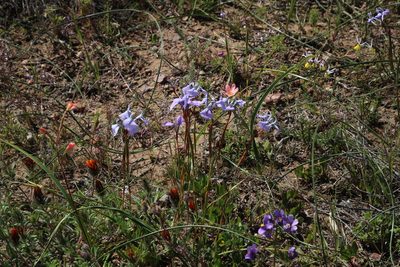 Moraea grandis, photographed by Tony Rebelo
