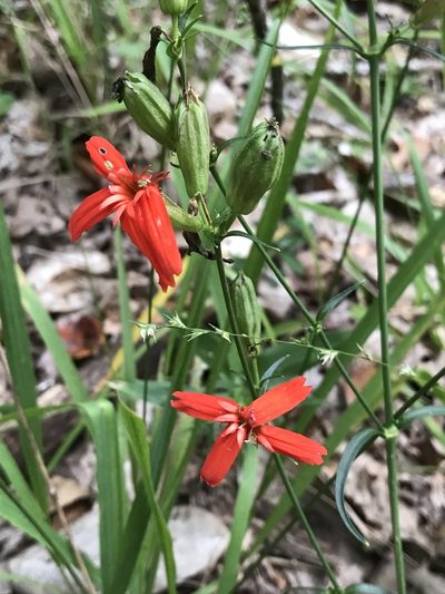 Silene subciliata, photographed by Laura Clark