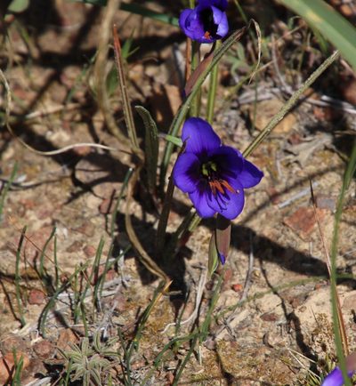 Geissorhiza splendidissima, photographed by Tony Rebelo